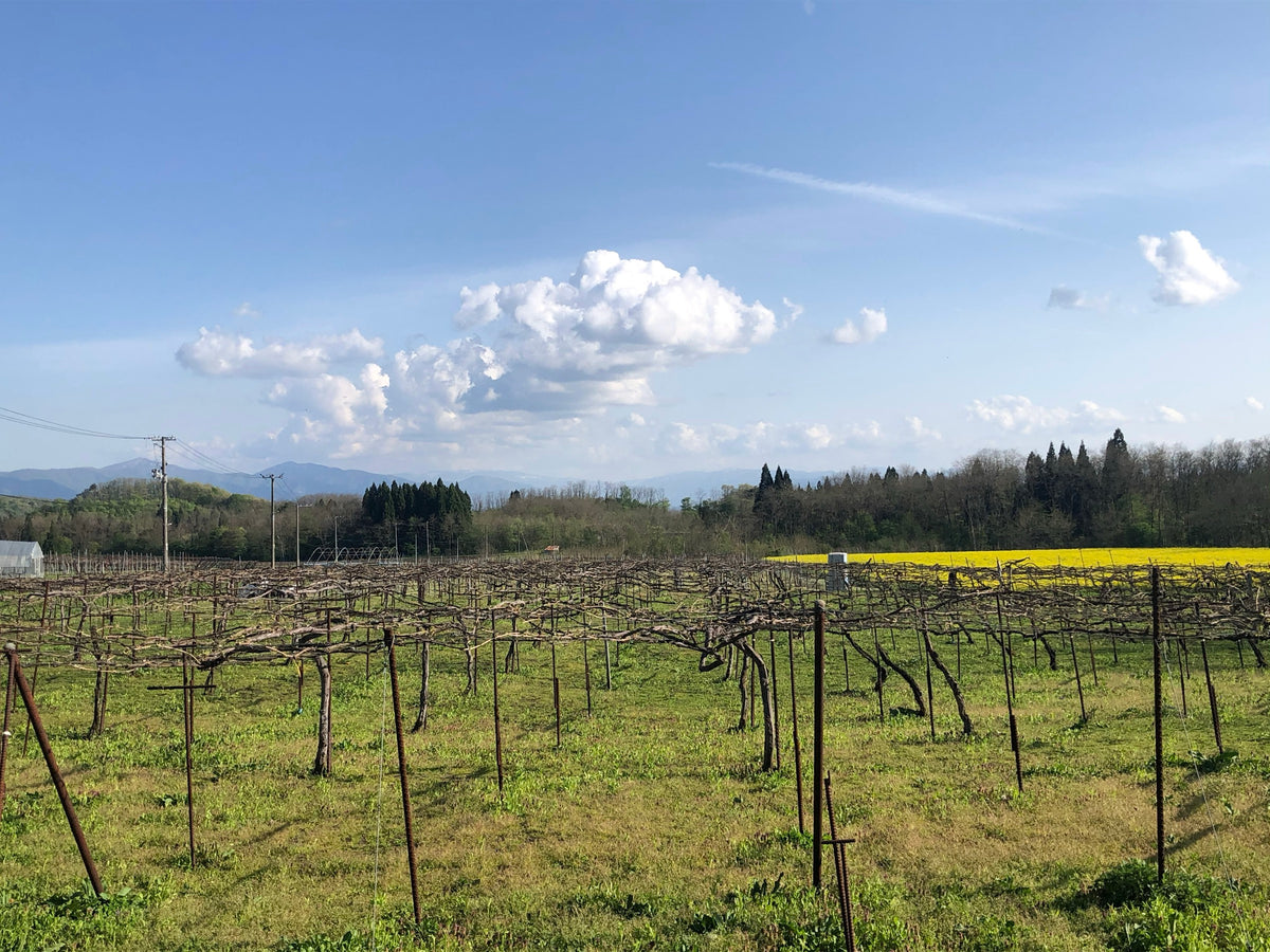 Winery Konohana